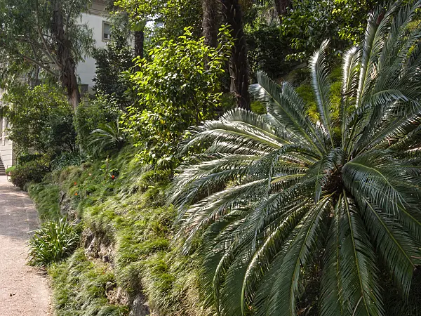 414086 - Sago palm (Cycas revoluta), Villa Heleneum, Lugano, Switzerland