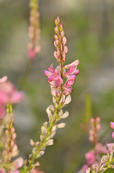 534007 - Sainfoin (Onobrychis)