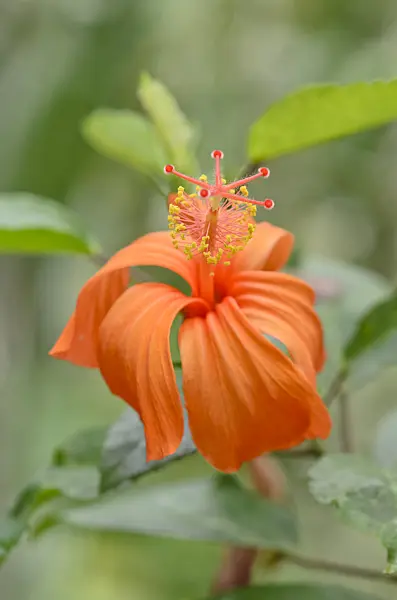 535197 - Saint John's rosemallow (Hibiscus kokio subsp. saintjohnianus)