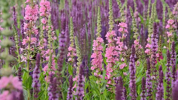 497122 - Salicaire commune (Lythrum salicaria 'Blush') et sauge des bois (Salvia nemorosa)