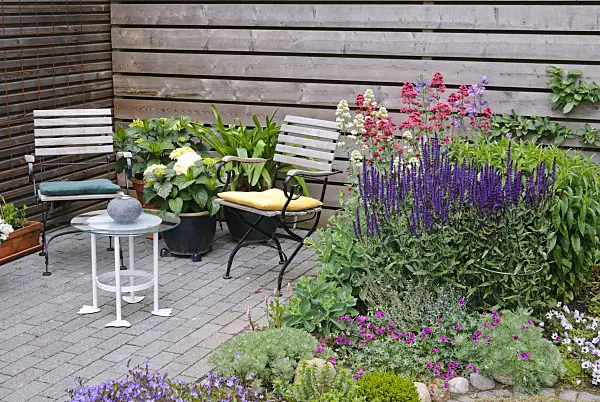 500182 - Salon de jardin avec géranium cendré (Geranium cinereum subsp. subcaulescens syn. Geranium subcaulescens), sauge des bois (Salvia nemorosa) et centranthe rouge (Centranthus ruber)
