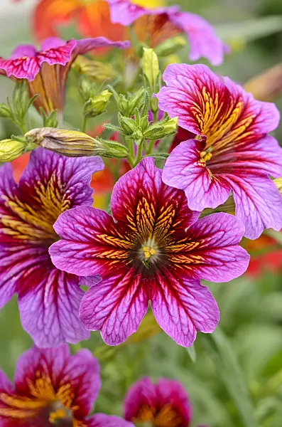 533512 - Salpiglosse sinuée (Salpiglossis sinuata 'Royale Mixed')
