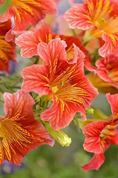 533513 - Salpiglosse sinuée (Salpiglossis sinuata 'Royale Mixed')