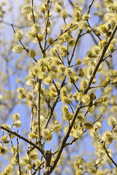 479051 - Salweide (Salix caprea)