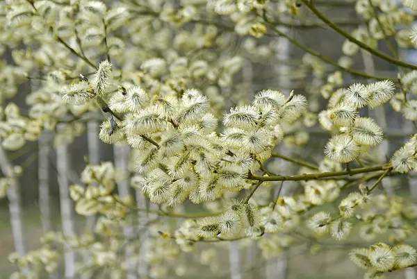 502427 - Salweide (Salix caprea)