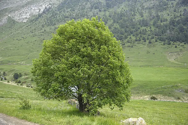 535328 - Salweide (Salix caprea)