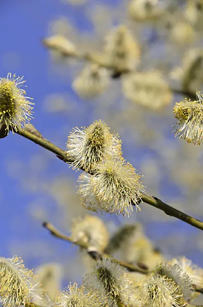 506070 - Salweide (Salix caprea) mit männlichen Blüten
