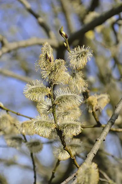 506071 - Salweide (Salix caprea) mit männlichen Blüten