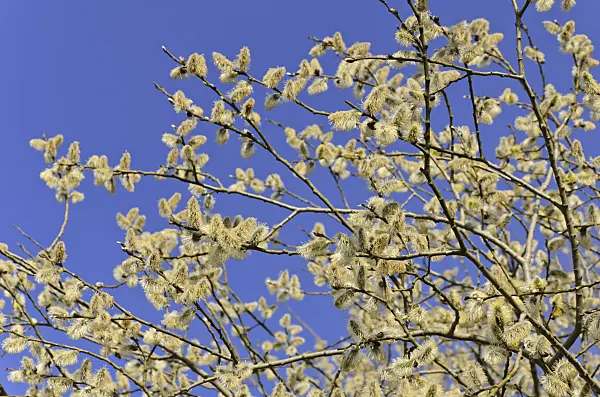 506072 - Salweide (Salix caprea) mit männlichen Blüten