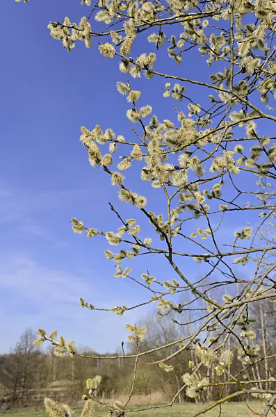 506073 - Salweide (Salix caprea) mit männlichen Blüten