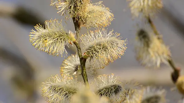 506083 - Salweide (Salix caprea) mit männlichen Blüten