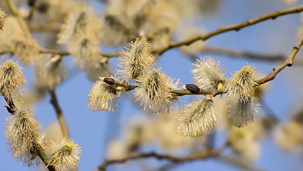 506085 - Salweide (Salix caprea) mit männlichen Blüten
