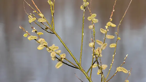 506086 - Salweide (Salix caprea) mit männlichen Blüten