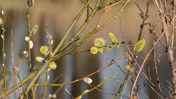 506087 - Salweide (Salix caprea) mit männlichen Blüten