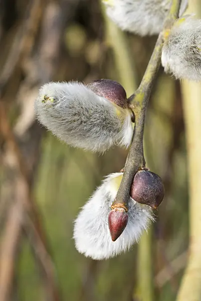 554062 - Salweide (Salix caprea 'Pendula')