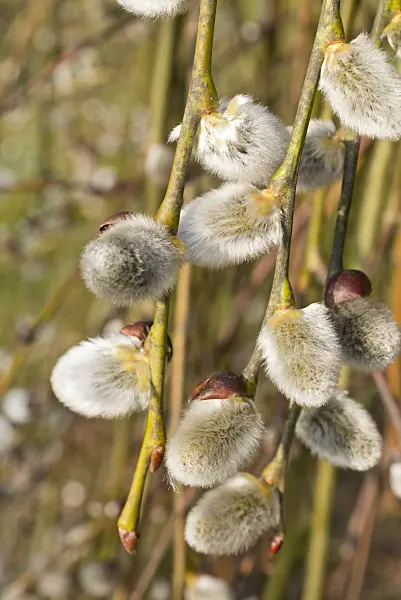 554064 - Salweide (Salix caprea 'Pendula')