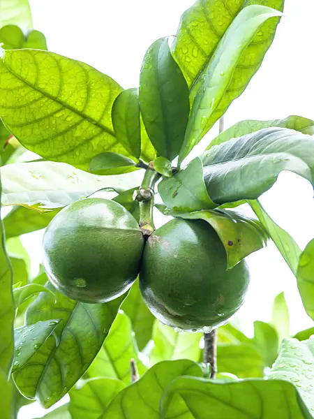 434064 - Samoa-Gardenie (Tabernaemontana holstii)
