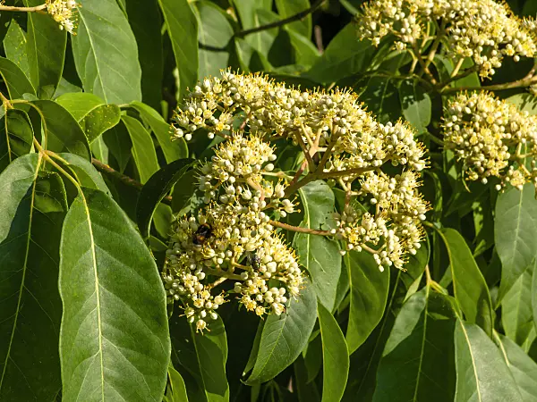 463006 - Samthaarige Stinkesche (Tetradium daniellii)