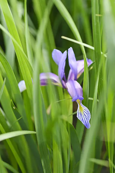 472066 - Sand iris (Iris humilis)