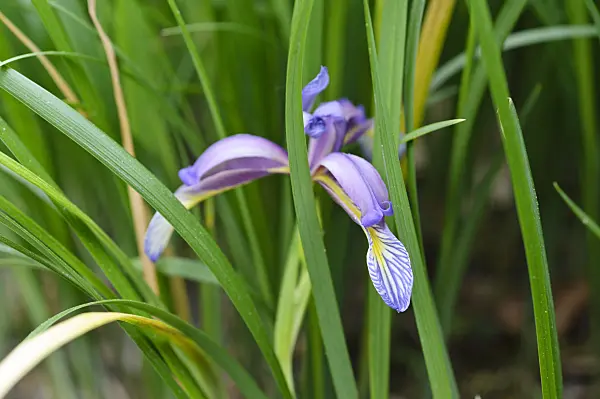 472067 - Sand iris (Iris humilis)