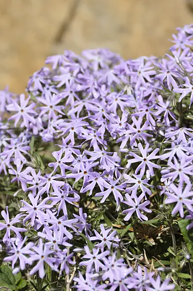 508344 - Sand phlox (Phlox bifida 'Betty Blake')