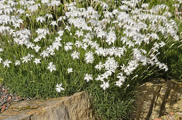 521110 - Sand pink (Dianthus arenarius)