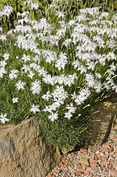 521111 - Sand pink (Dianthus arenarius)