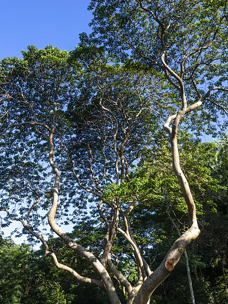 434285 - Sandbox tree (Hura crepitans)