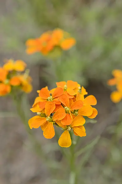 508403 - Sanddune wallflower (Erysimum capitatum)