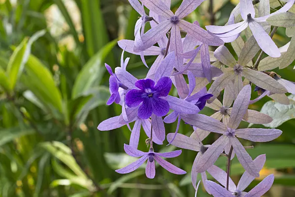 570054 - Sandpaper vine (Petrea volubilis)