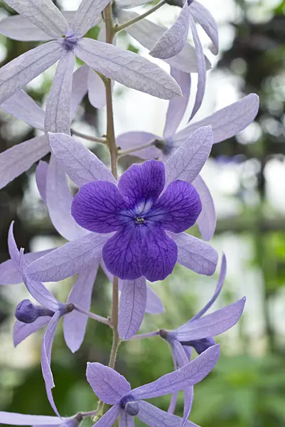 608060 - Sandpaper vine (Petrea volubilis)