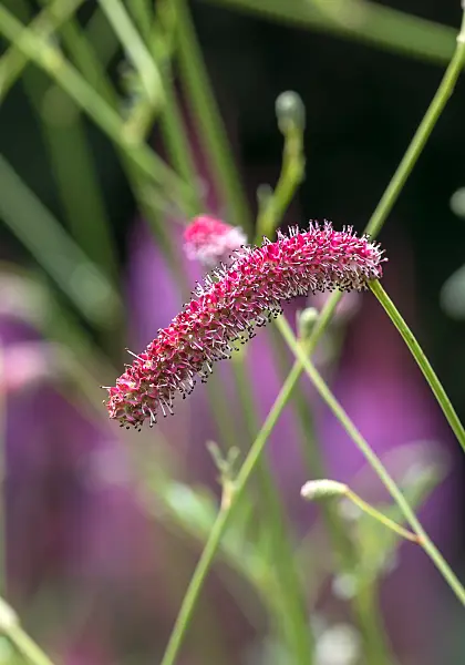 675366 - Sanguisorbe (Sanguisorba tenuifolia 'Scapino')