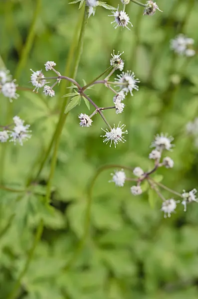 521005 - Sanicle (Sanicula europaea)