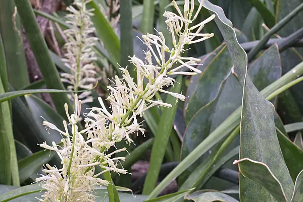 566100 - Sansevieria senegambica