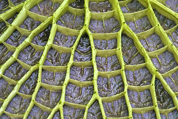 367016 - Santa Cruz water lily (Victoria cruziana)