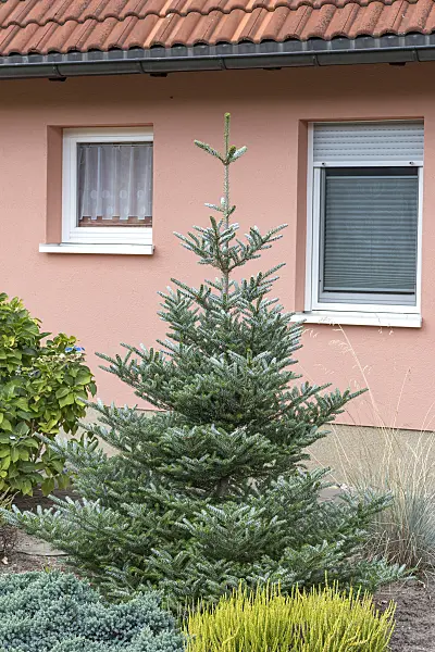 638002 - Sapin de Corée (Abies koreana 'Silberlocke')