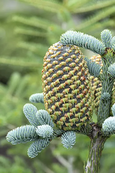 616358 - Sapin noble (Abies procera 'Glauca')