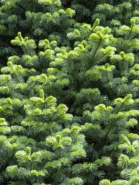 437436 - Sapin subalpin (Abies lasiocarpa)