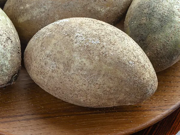 434301 - Sapotillier (Manilkara zapota)