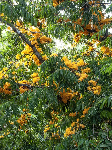434279 - Saraca thaipingensis
