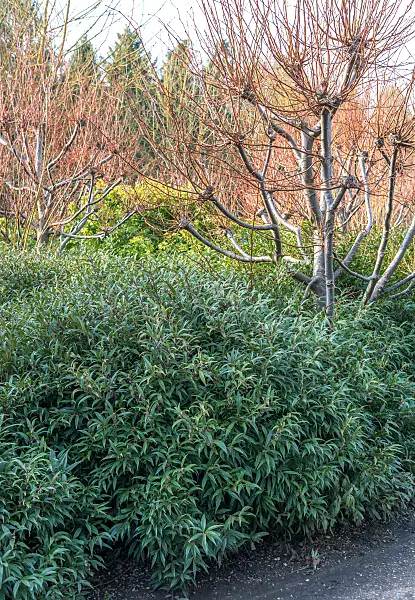 675370 - Sarcocoque (Sarcococca hookeriana)