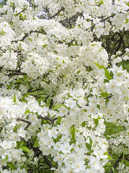 413008 - Sargent crab apple (Malus sargentii)