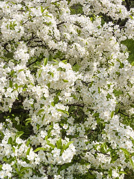 413009 - Sargent crab apple (Malus sargentii)