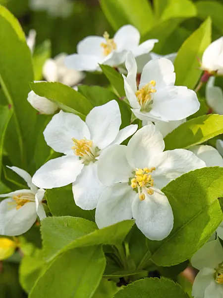 448040 - Sargent crab apple (Malus sargentii)