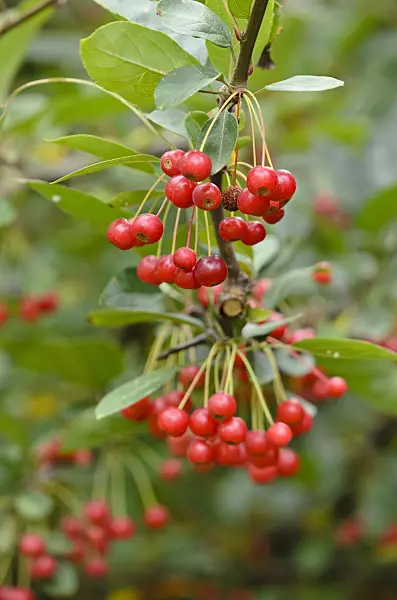 524147 - Sargent crab apple (Malus sargentii)