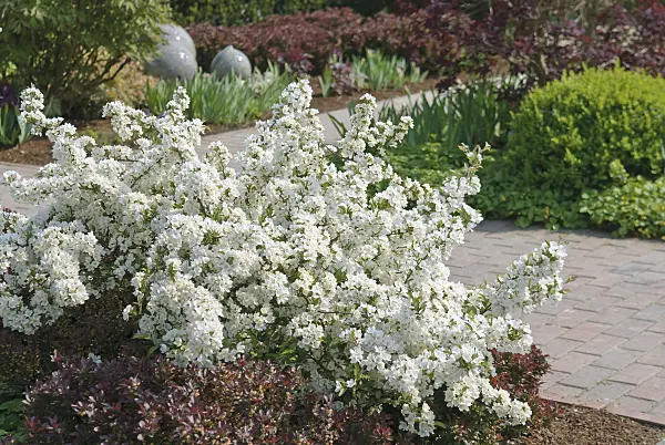 502296 - Sargent crab apple (Malus sargentii 'Tina')