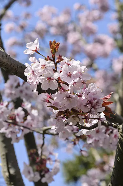 495180 - Sargent's cherry (Prunus sargentii)