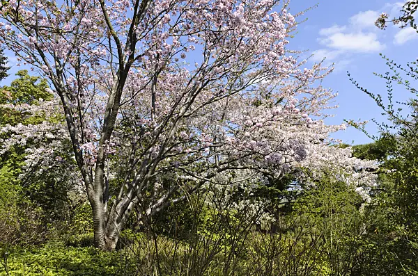 495181 - Sargent's cherry (Prunus sargentii)