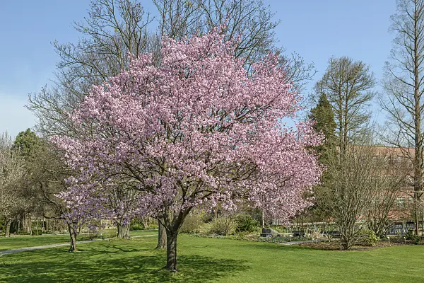 558193 - Sargent's cherry (Prunus sargentii)
