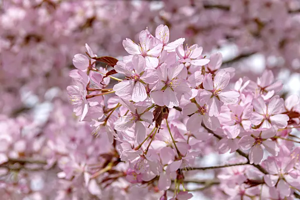 607177 - Sargent's cherry (Prunus sargentii)